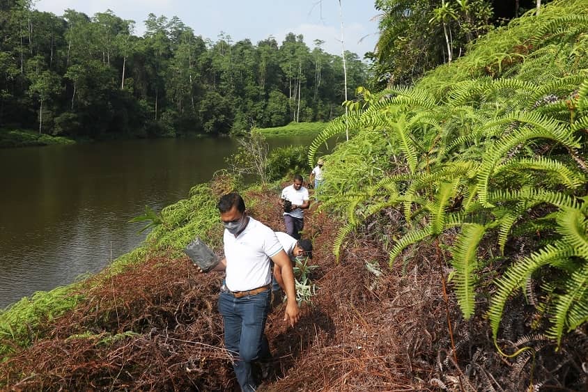 Nations Trust Bank Plants Saplings Across Hiyare Rainforest-1 (2)