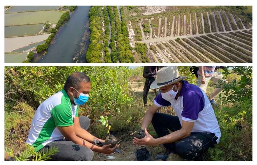 Image of the Accelerated Natural Mangrove Restoration project (LBN)