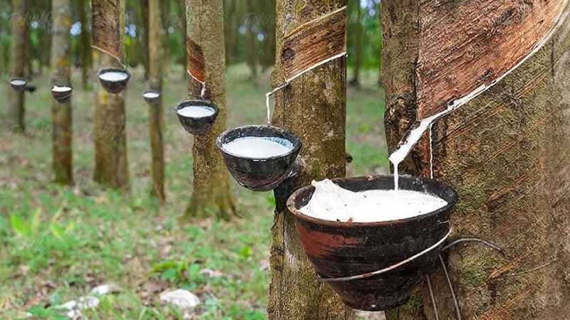 Rubber plantation image (LBN)