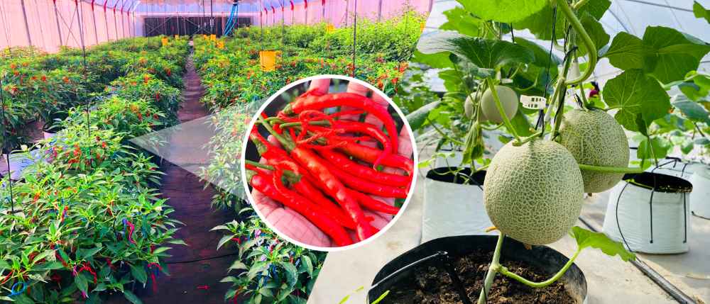 DIMO Agritech Image (LBN)