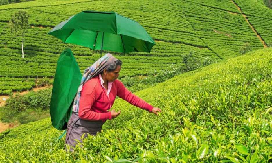 WhatsApp Image 2025-09-22 at 21.27.39_33b43eaa (LBN)