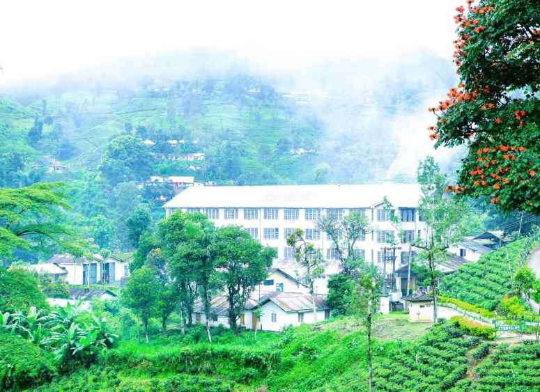 Stonycliff Tea Factory (LBN)