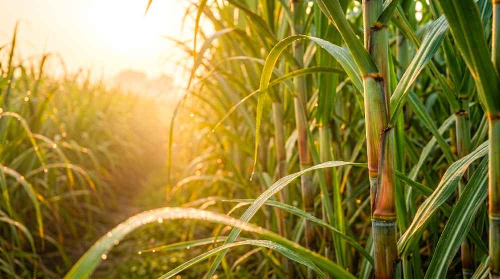Cane Sunrise (LBN)